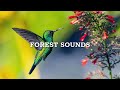 Bird Sounds - Relaxing Nature Sounds for Studying, Birdsong Relaxation, Bird Singing