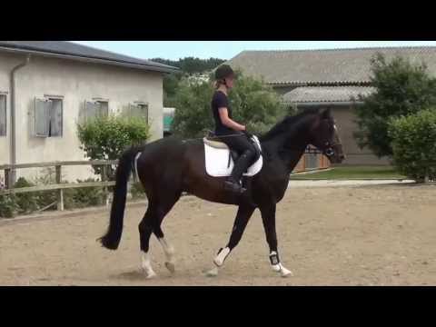 Quaterback-Florestan I stallion * 2009 for sale
