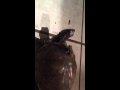 Turtle Giving Frog A Ride