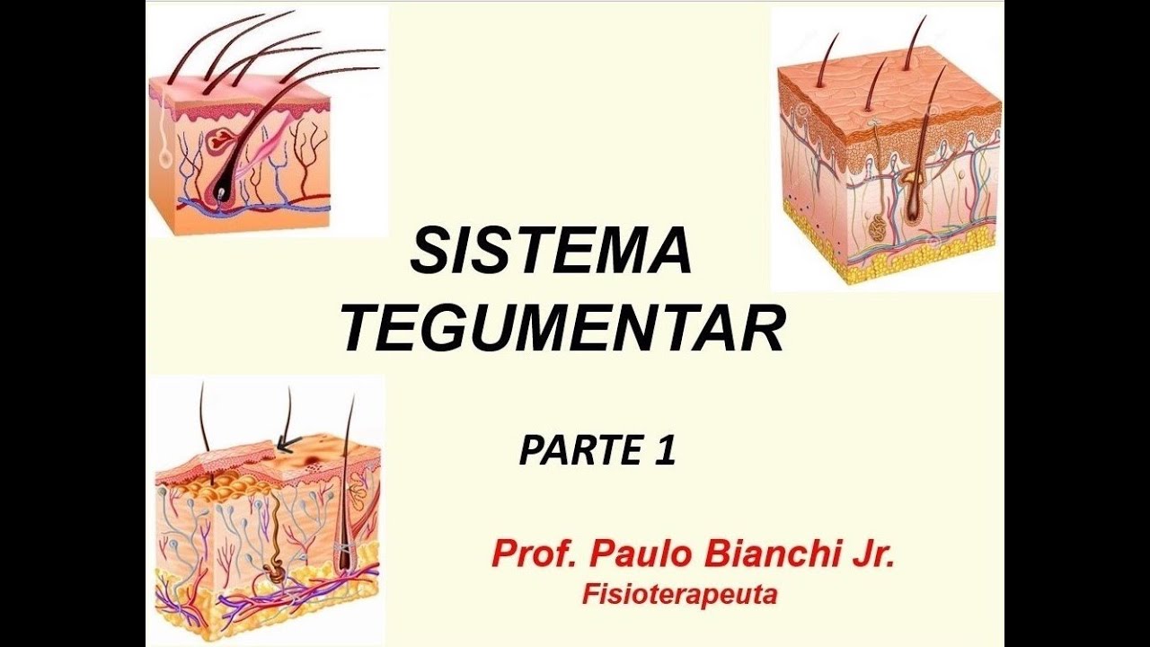 Sistema Tegumentar - Parte 1