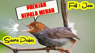 Download lagu FULL 1 JAM MASTERAN PRENJAK KEPALA MERAH SUARA PIK... mp3