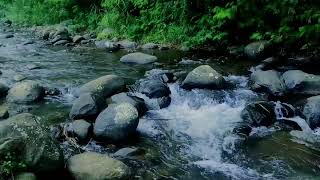 Why 10 Minutes of Wind and Nature Sounds Can Change Your Life