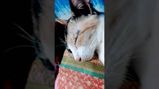 Download lagu feeling so tired 😴🐱 mp3