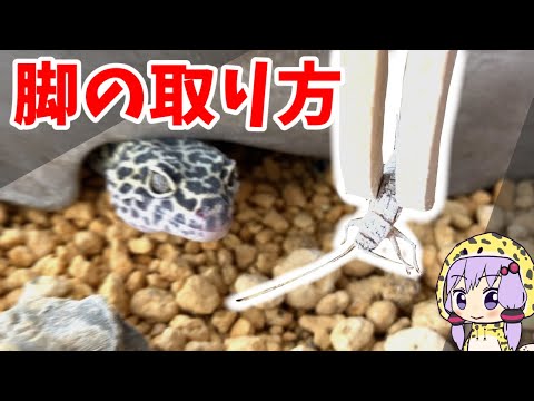 コオロギの足は何対ありますか?