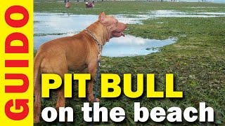 preview picture of video 'Off Leash Pit Bull walking on the Beach - 02/12/12'