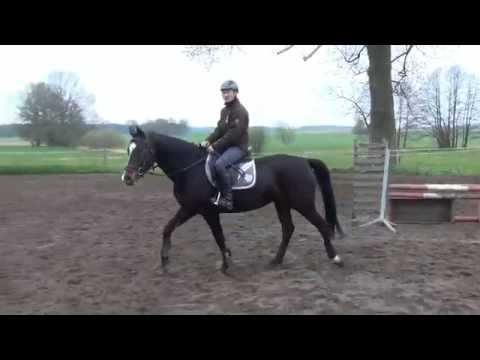 Lord Fantastic-Donjour mare * 2008 for sale