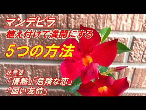 ゲルを摂取したディプラデニアを救うにはどうすればよいですか?効果を高めるための 5 つのヒント  庭園