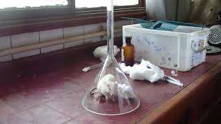 Volatile anathesia of rat