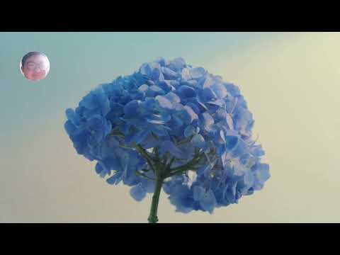 [Teaser] แสงที่ปลายฟ้า(Silhouette) Ost.F4 Thailand : หัวใจรักสี่ดวงดาว BOYS OVER FLOWERS - Win