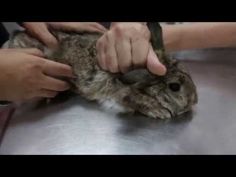 A lethargic rabbit has gastric impaction Pt 1