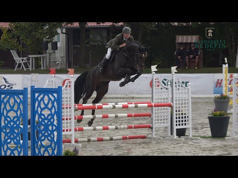 Akando v. Askari - Askanier, DSP Hengst, * 2018