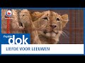 FRYSLÂN DOK: Liefde voor leeuwen van Aleppo tot Nijeberkoop