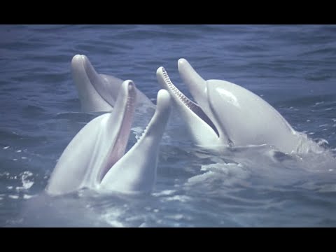 Cocoon (1985) - 'Through The Window'/Main Title scene [1080p]