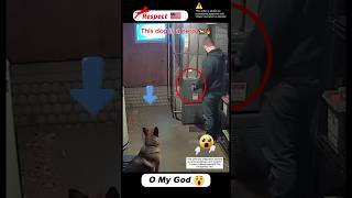 German Shepherd Saves Owner as Snow-Collapsed Roof Triggers Furnace Explosion