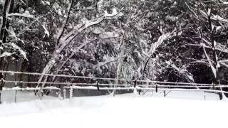 Blizzard  Feb 13, 2017 ~  First Morning View