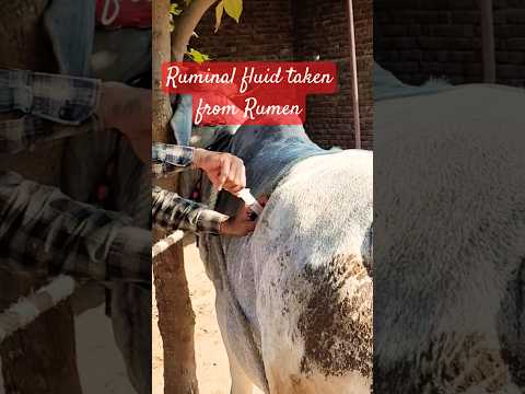 Ruminal fluid taken from rumen#veterinary#cow