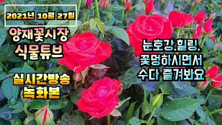 2021년 10월 27일 수요일  예쁜식물 보면서  수다떨어봐요 #양재꽃시장 #식물튜브