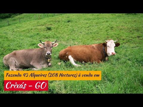 Fazenda 43 Alqueires (208 Hectares) à venda em Crixás - GO