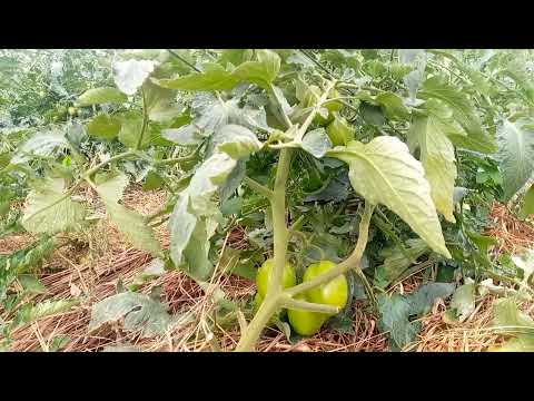 Uwezo RZ|Nyanya ndefu kwenye eneo la wazi.