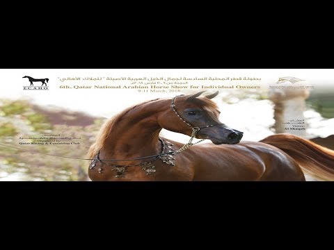 6th Qatar National Arabian Horse Show For Individual  Owners 3rd Day
