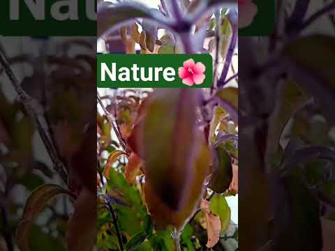 Nature Truth #NATURE #Swarit #Multitask #India #SHORTS