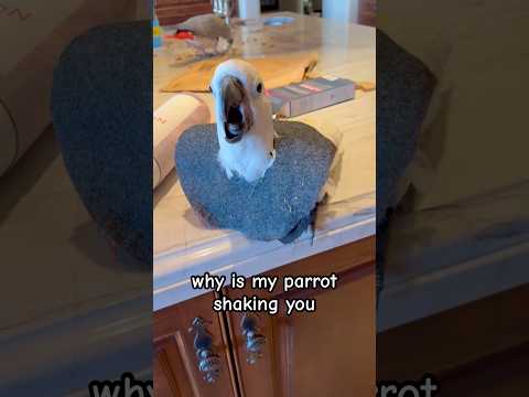 Why is my parrot shaking?! 🫣 #cockatoo #parrot #spring #shorts