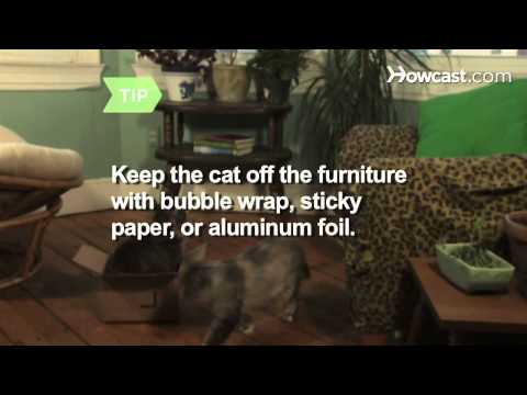 How to Train Your Cat to Behave - YouTube