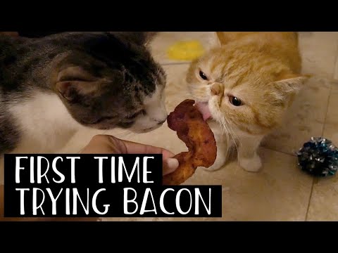 OUR CATS TRY BACON FOR THE FIRST TIME | SVEN AND ROBBIE