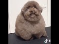 Mohu Scoobert Compilation