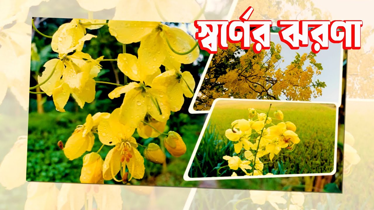 বাংলাদেশের সোণালু ফুল ছাড়া হয়না থাইল্যান্ডের নববর্ষের অনুষ্ঠান