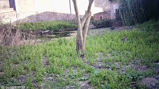 Molí de la Sal: polla i conill