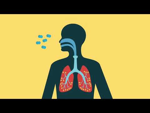 Gasaustausch – Warum wir atmen einfach erklärt | sofatutor