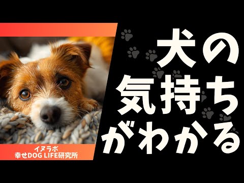 犬の気持ちがわかる！シグナルと行動の意味