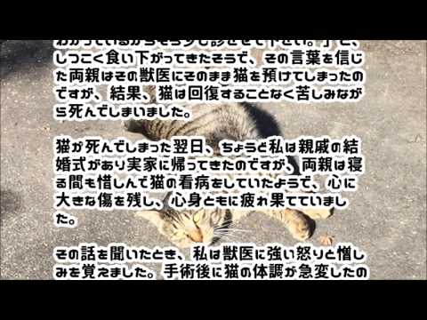 猫を去勢したら死んでしまった