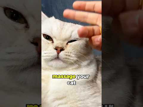 🐱 How to Show Your Cat You Love Them
