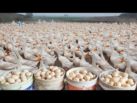 How to Raising Millions of Duck on Rice Field For Meat - Free range Duck Farming Technique