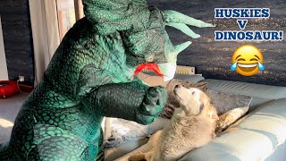 Huskies HILARIOUS Reaction To Dinosaur Prank!😂. [BEST REACTIONS EVER!!]