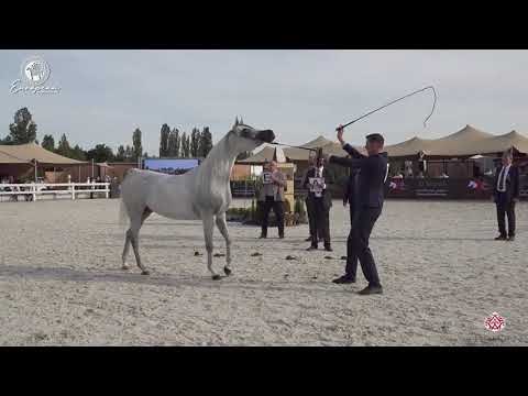 N.73 MARRAKECH J - European Championship 2020 - Prague - Mares 4-6 Years Old (Class 8)