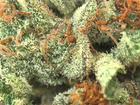 Pure Kush Marijuana Strain from GG Mercantile, Denver, Colorado