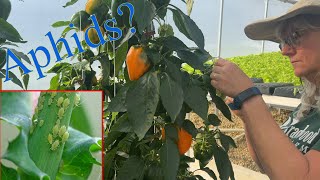 How to Get Rid of Aphids on Hydroponic Peppers!