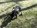 dog wheelchairs