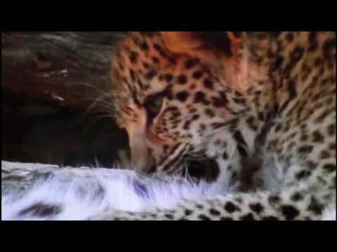 Ku Tak Sendirian -  Franky Sihombing