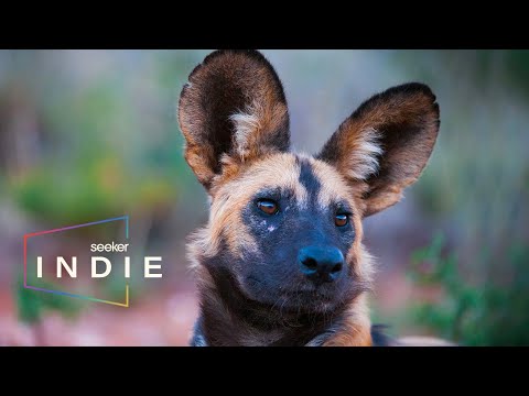 科學家如何拯救南非的彩繪狗 -- 群體的一部分 (How Scientists Are Saving South Africa’s Painted Dogs  | Part of the Pack)
