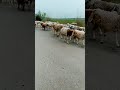 Sheep Videos Sheep Goat Animals Cute Animal Sheepandgoats Cuteanimal