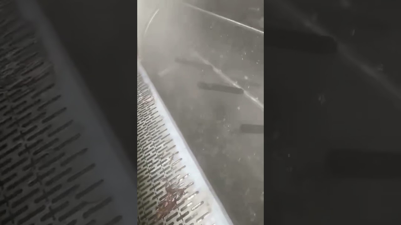 small capacity scalder and plucker for small scale poultry slaughtering processing