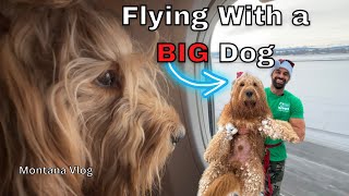 Flying With a BIG Dog | Montana Christmas Vlog | Snow Adventures!