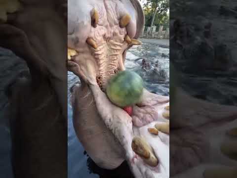 HIPOPÓTAMOS comiendo 🍉🍎 #shorts