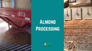 Almond Processing: Pre-Cleaning, Hulling/Shelling & Processing