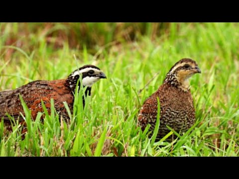 BobWhite Quail | BobWhite Quail sound | Beautiful Bird sounds pair of Bob white Quail