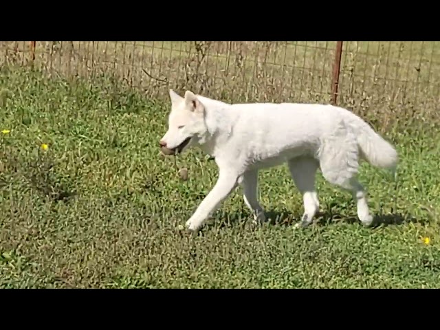 Husky Siberiano cachorro en venta